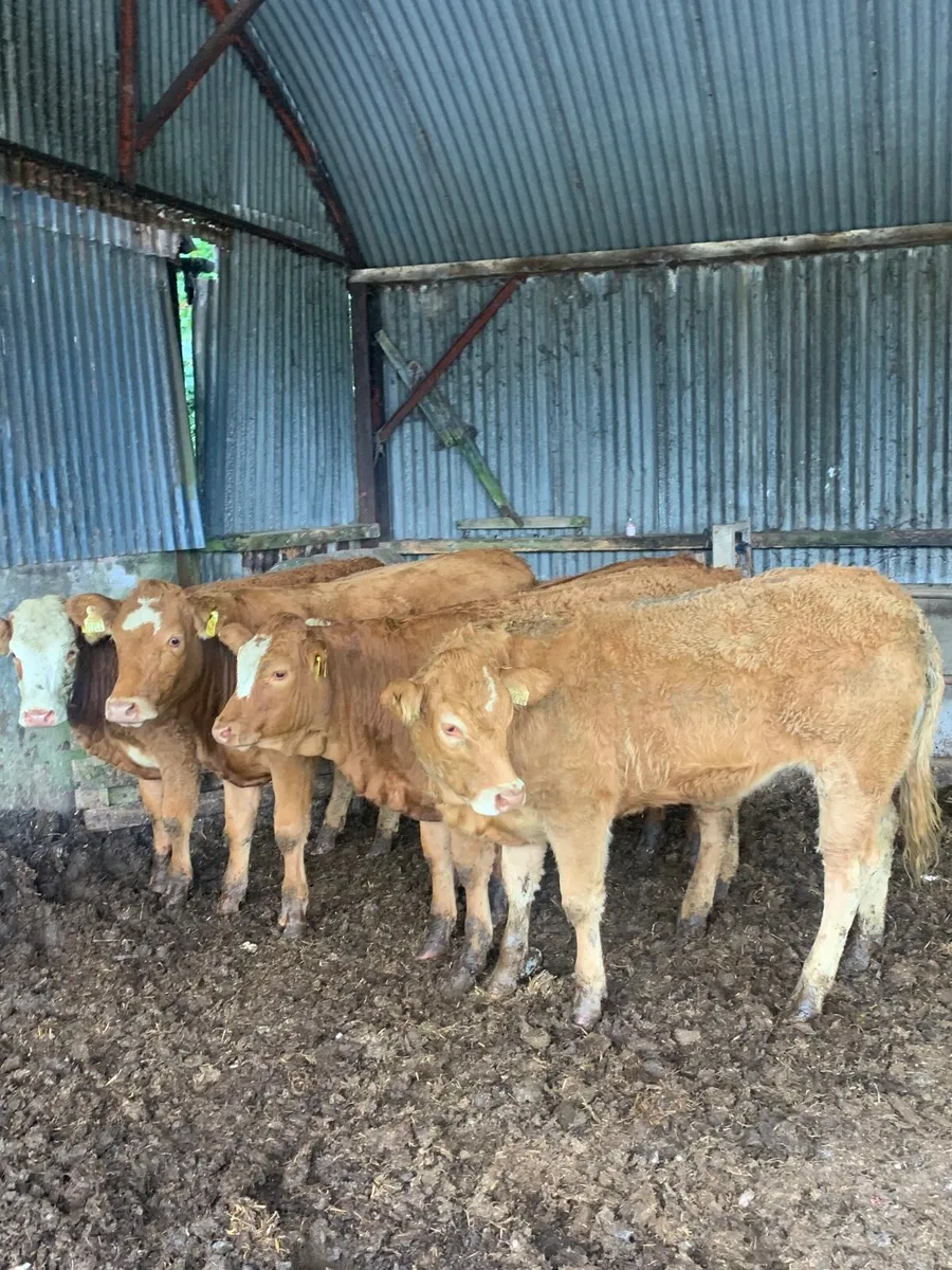 4 Super Quality LMX breeding heufers - Image 1
