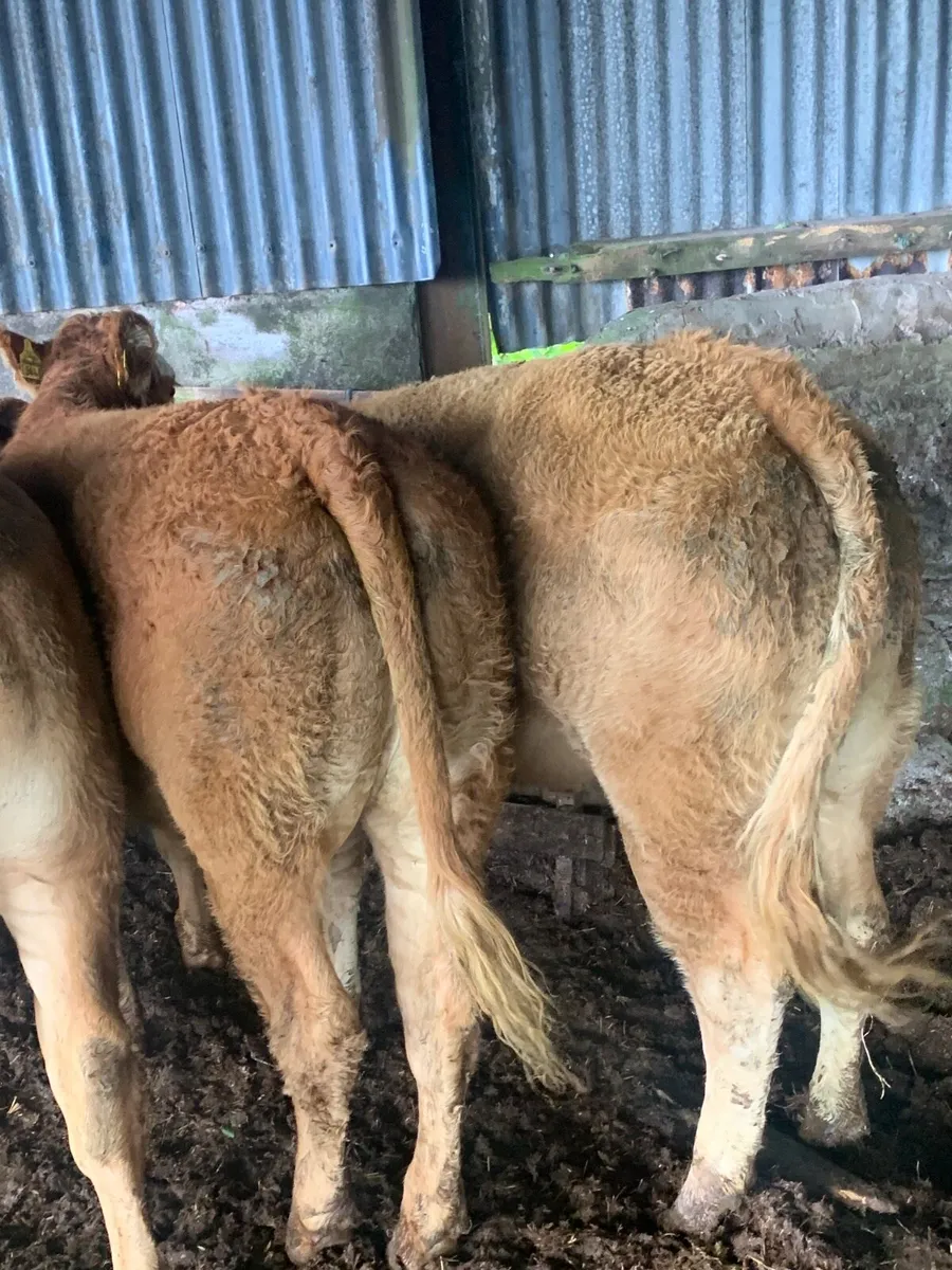 4 Super Quality LMX breeding heufers - Image 4