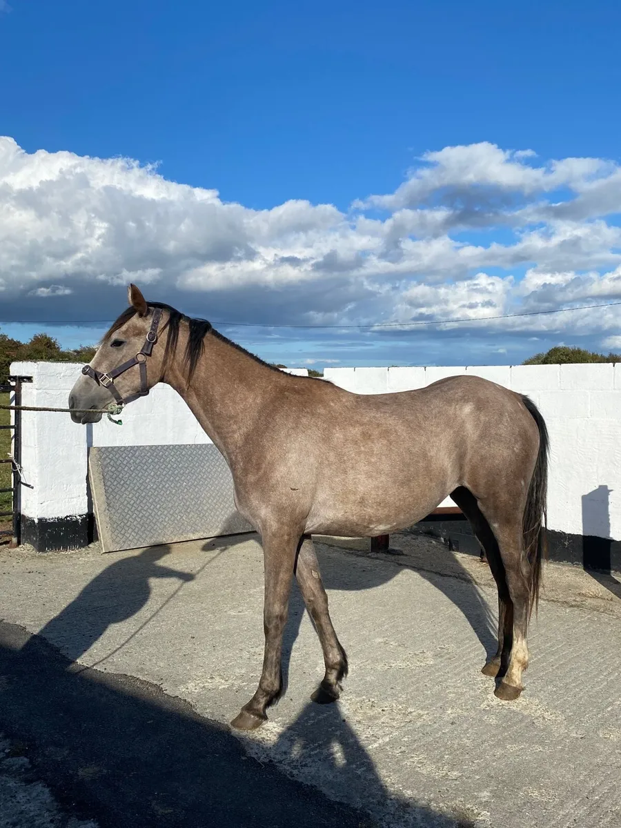 Horse - Image 1