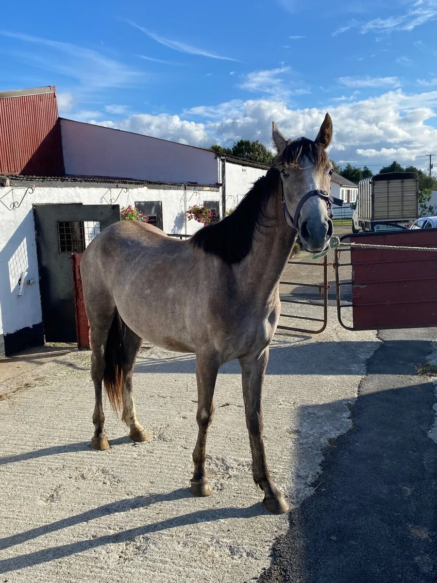 Horse - Image 2