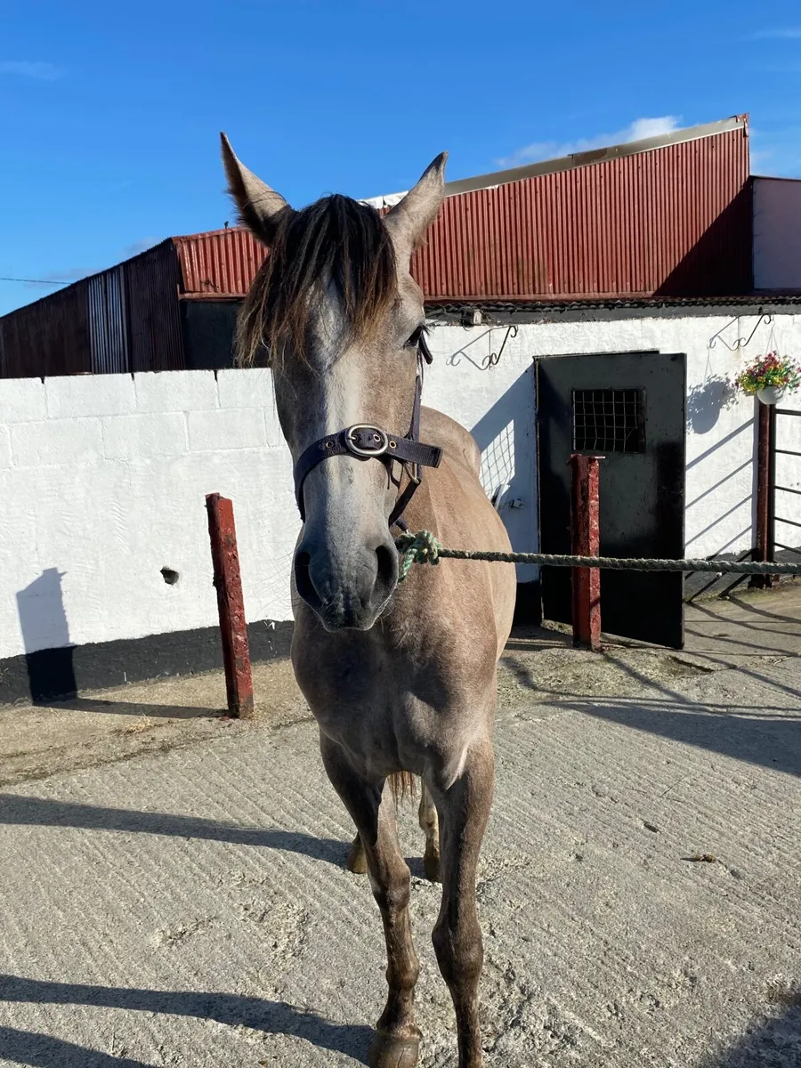 Horse - Image 3