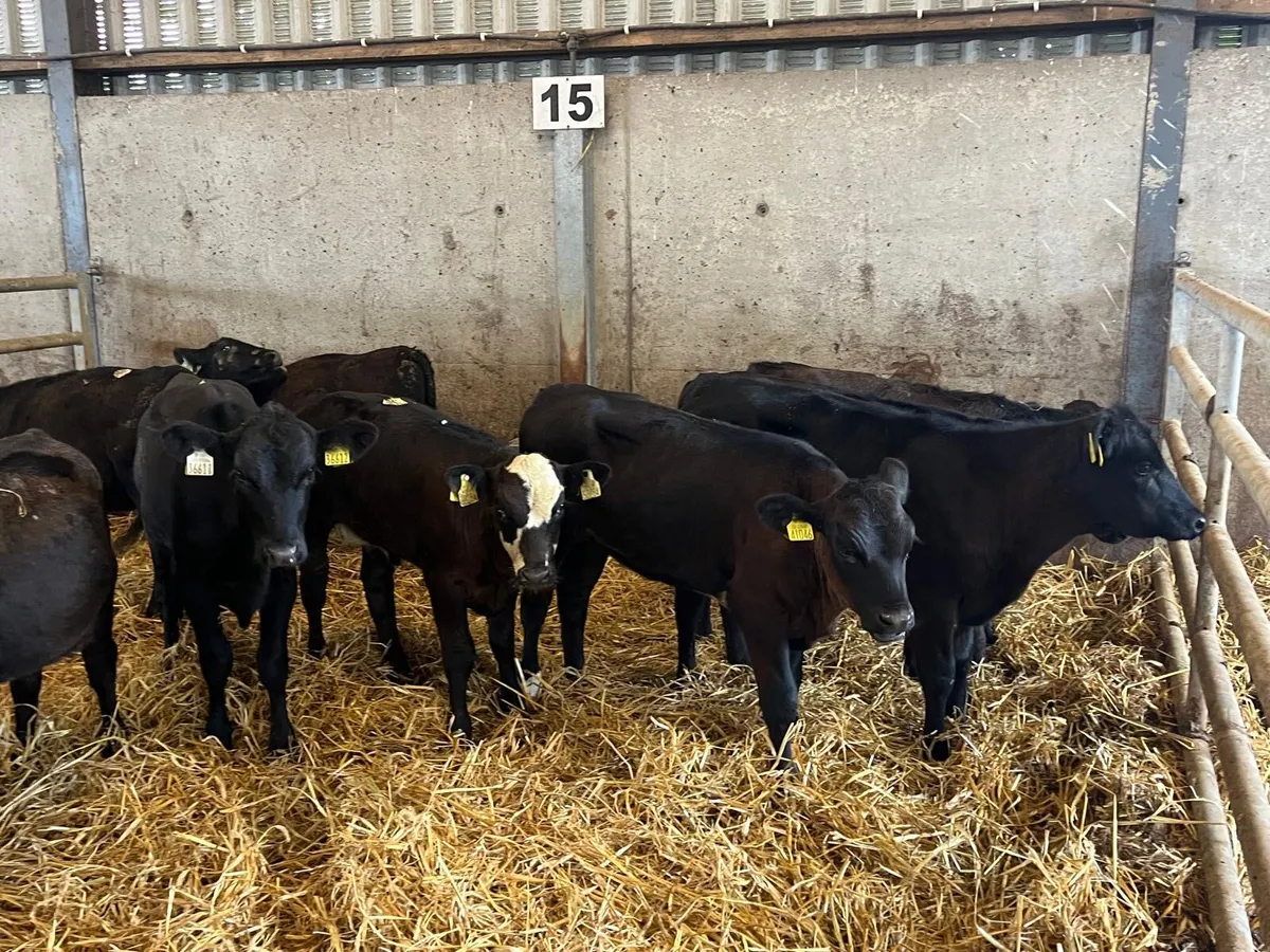 10 super Angus  and limosin weanling heifers - Image 1