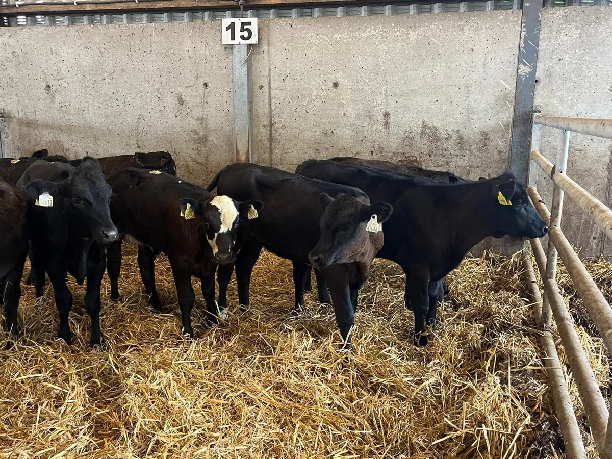 10 super Angus  and limosin weanling heifers - Image 2