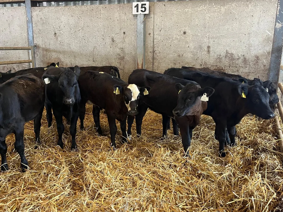 10 super Angus  and limosin weanling heifers - Image 3