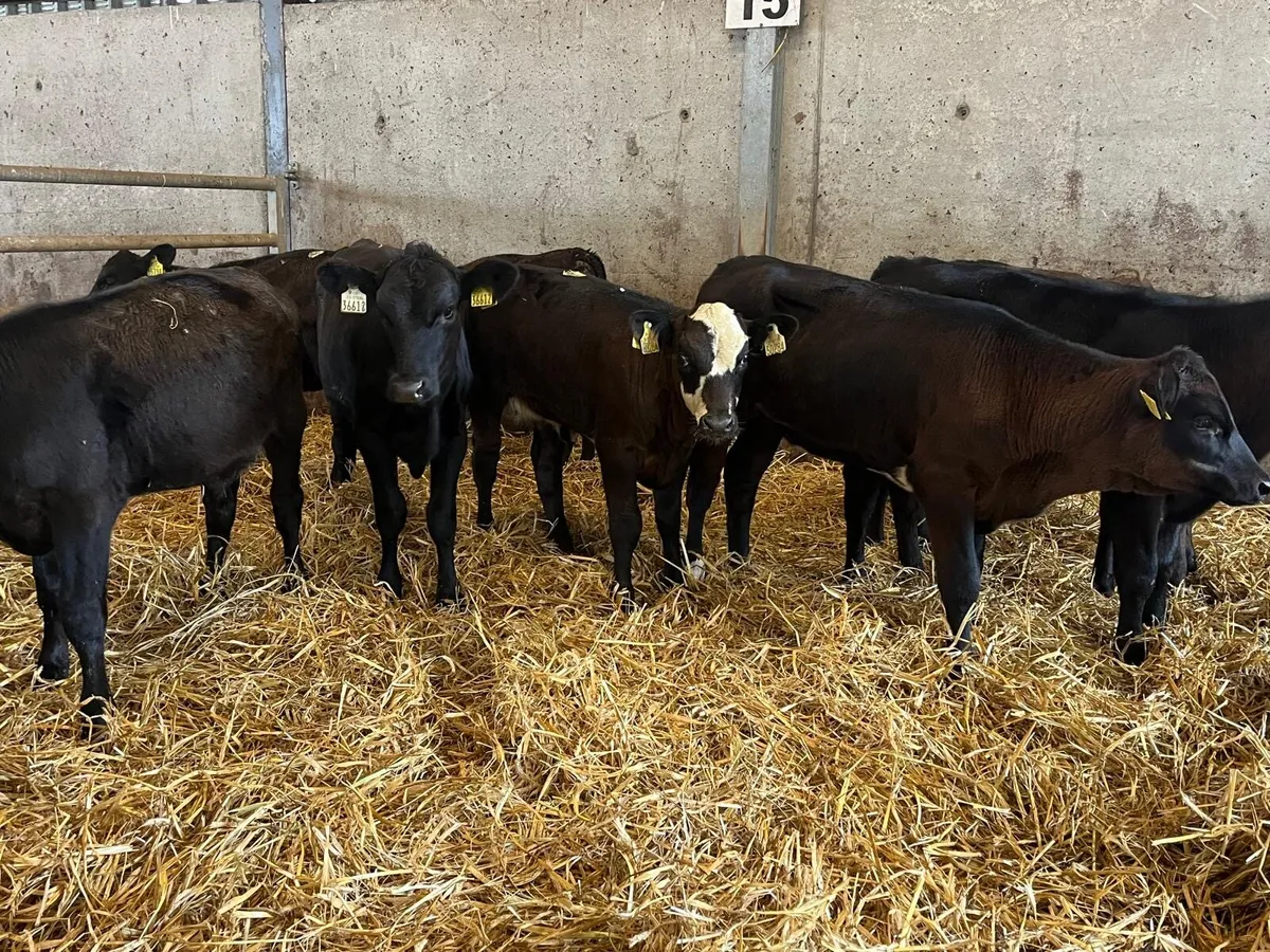 10 super Angus  and limosin weanling heifers - Image 4