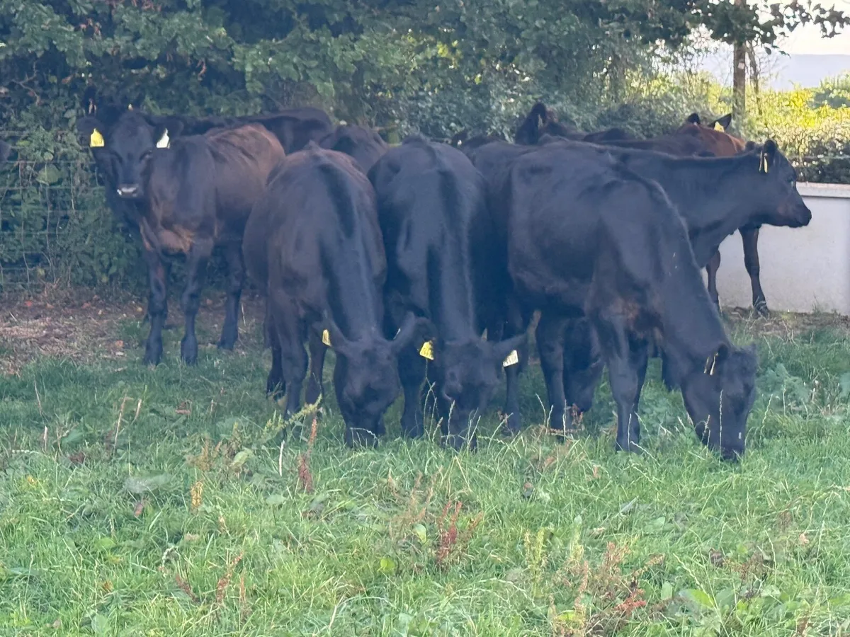 15 Top Quality Angus Heifer Weanlings (230kgs) - Image 2