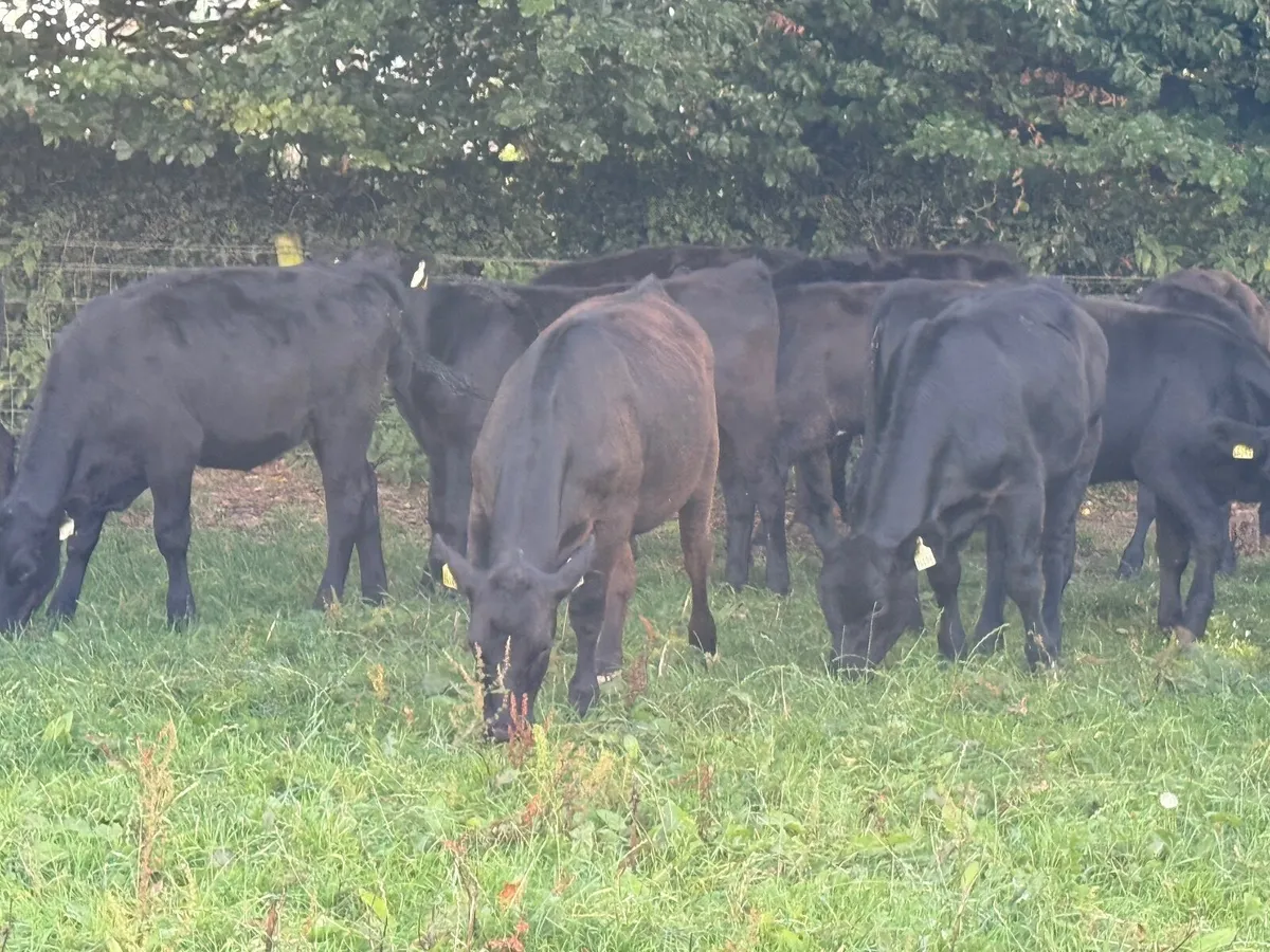 15 Top Quality Angus Heifer Weanlings (230kgs) - Image 3