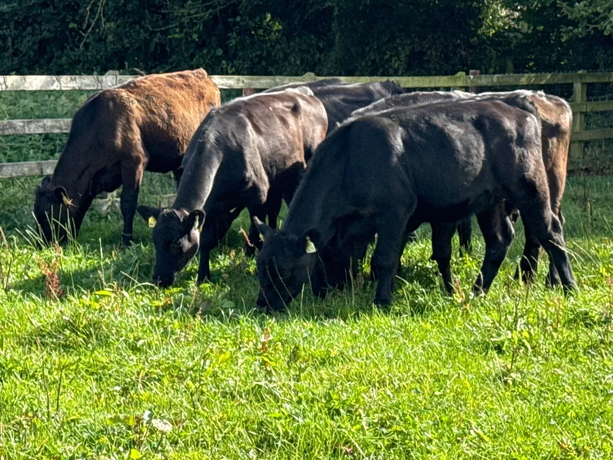 15 Top Quality Angus Heifer Weanlings (230kgs) - Image 4