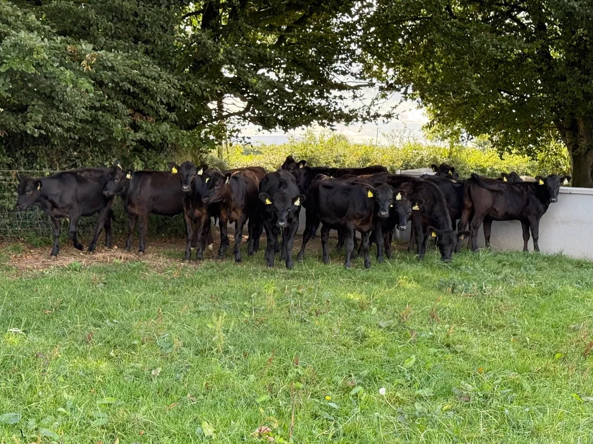 15 Top Quality Angus Heifer Weanlings (230kgs) - Image 1