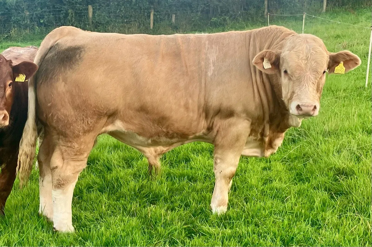PBR SIMMENTAL POLLED  BULL WEANLING - Image 1