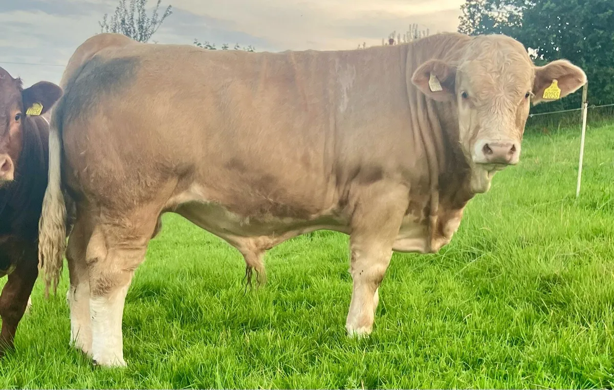 PBR SIMMENTAL POLLED  BULL WEANLING - Image 2