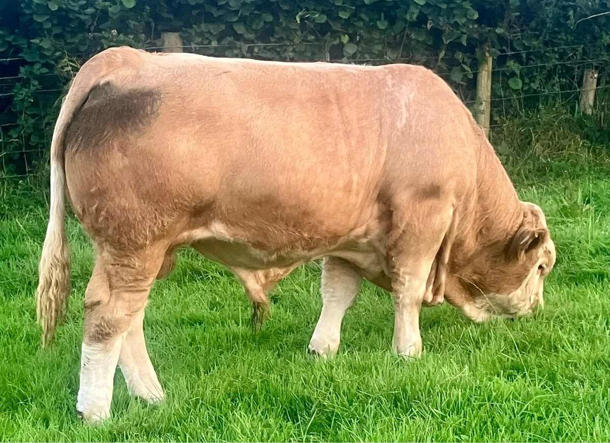 PBR SIMMENTAL POLLED  BULL WEANLING - Image 3
