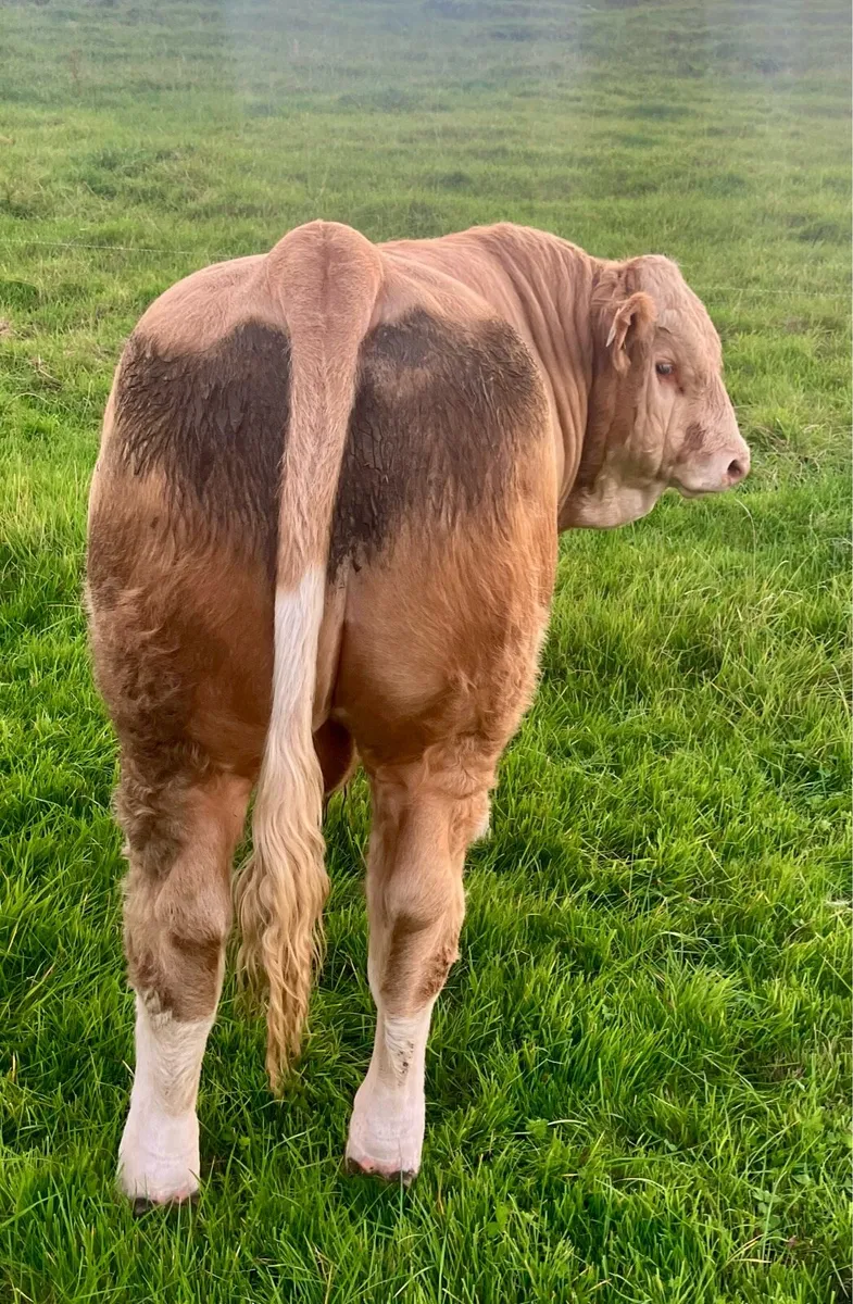PBR SIMMENTAL POLLED  BULL WEANLING - Image 4
