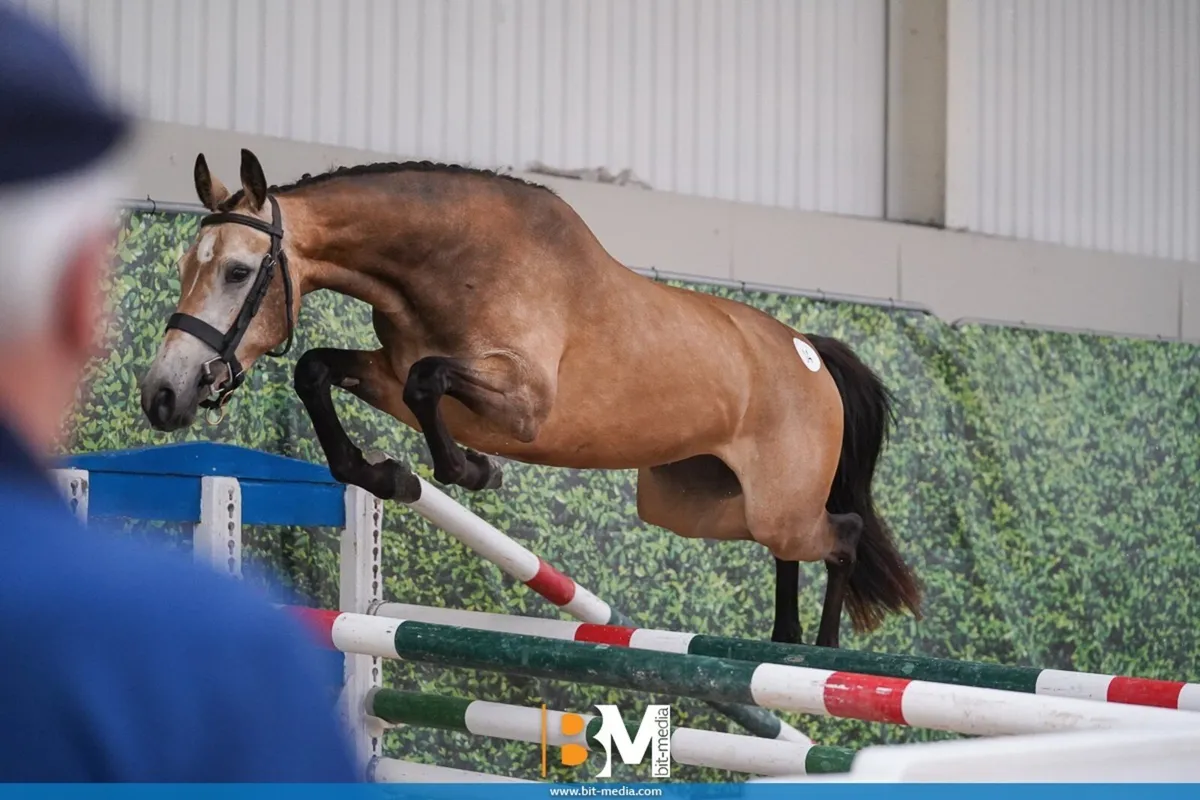 3 year old Dun Filly - Image 1