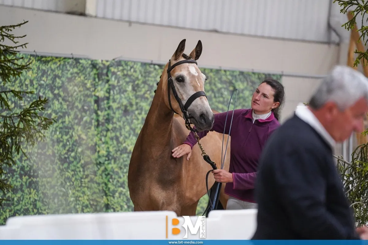 3 year old Dun Filly - Image 2