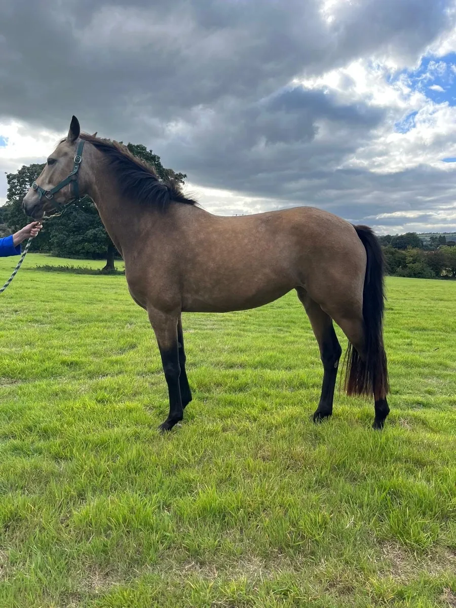 3 year old Dun Filly - Image 3