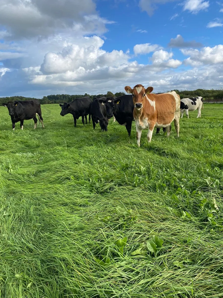 Xbred spring calving heifers - Image 1