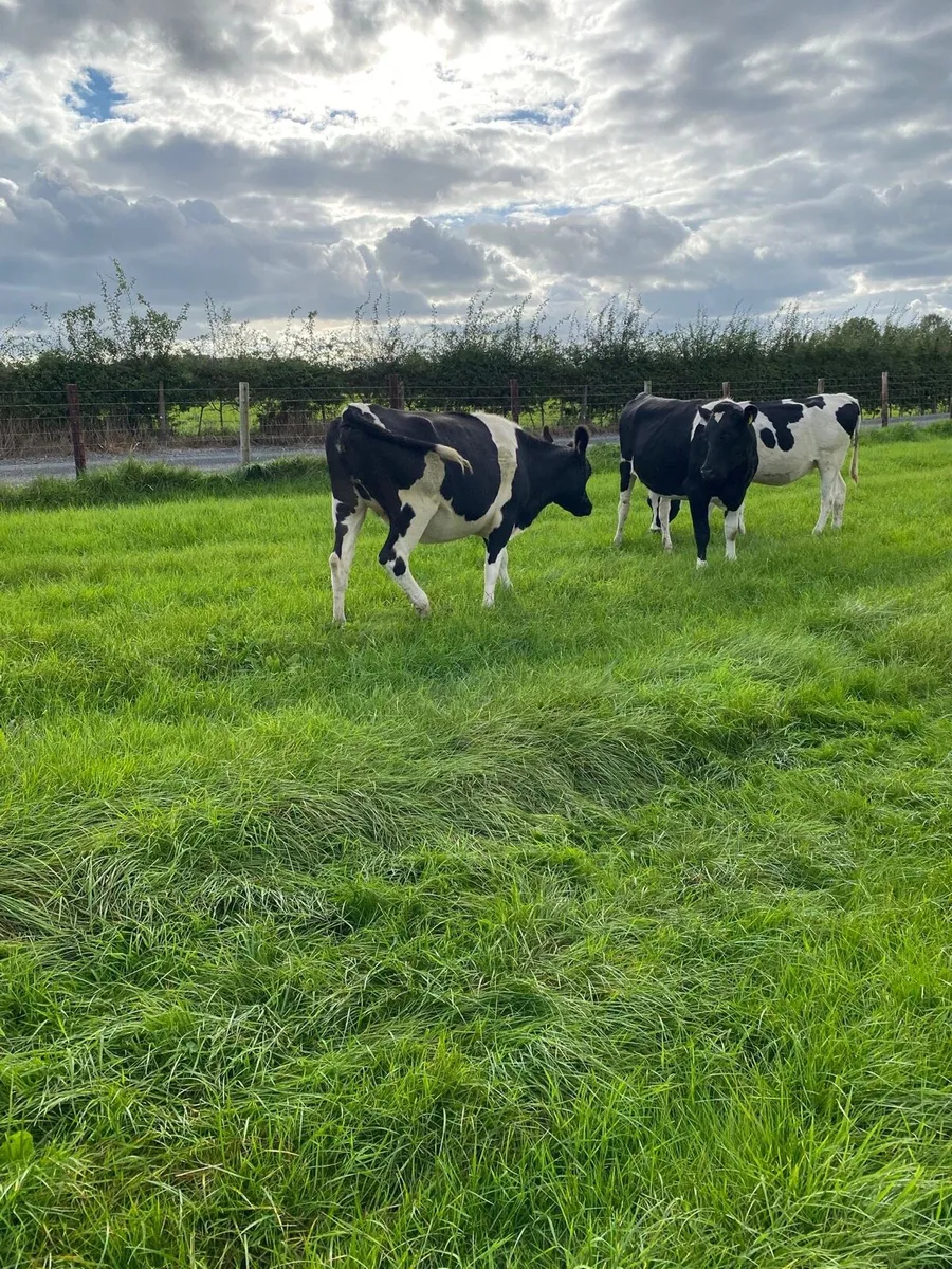 Xbred spring calving heifers - Image 2