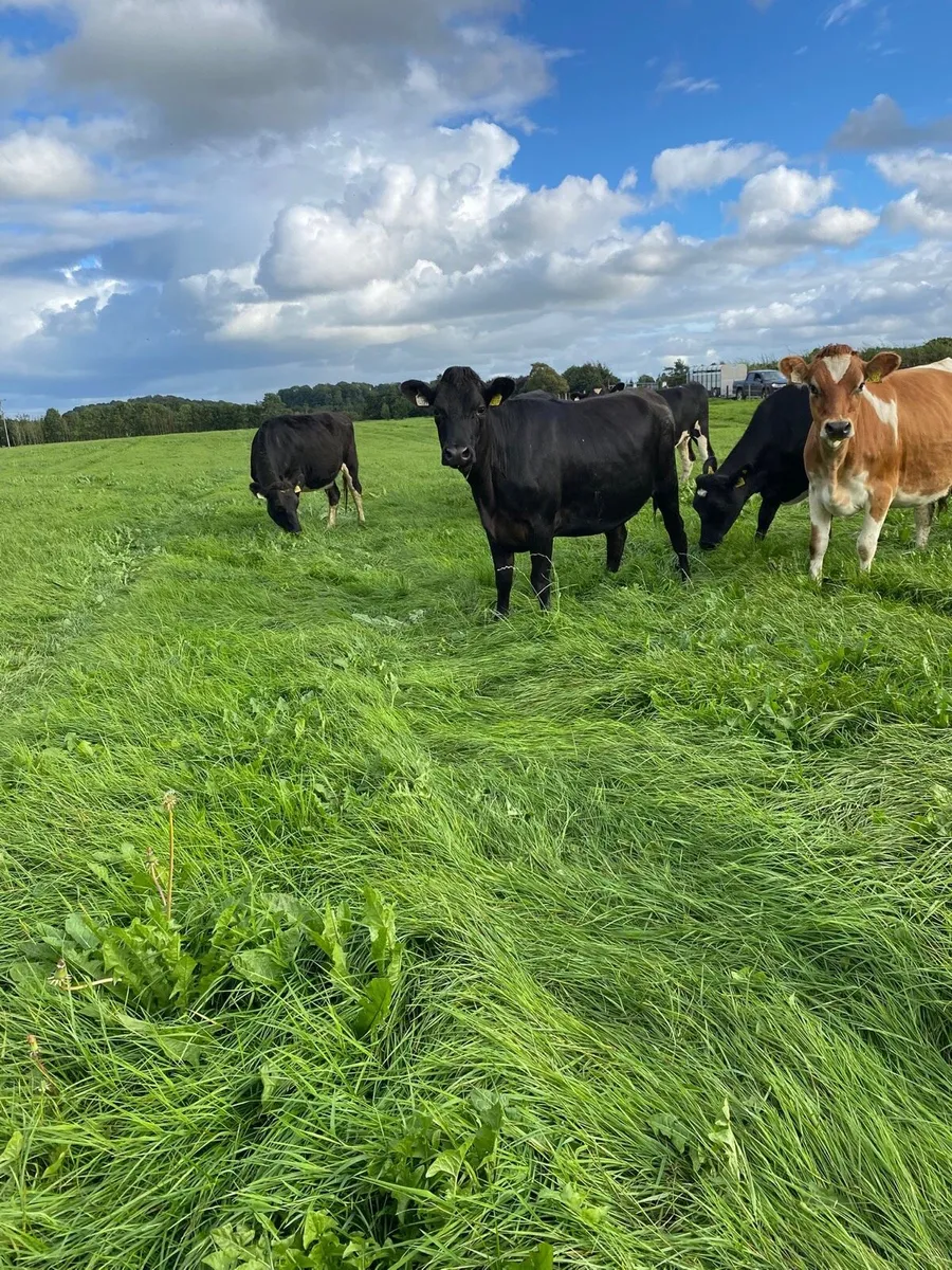 Xbred spring calving heifers - Image 3