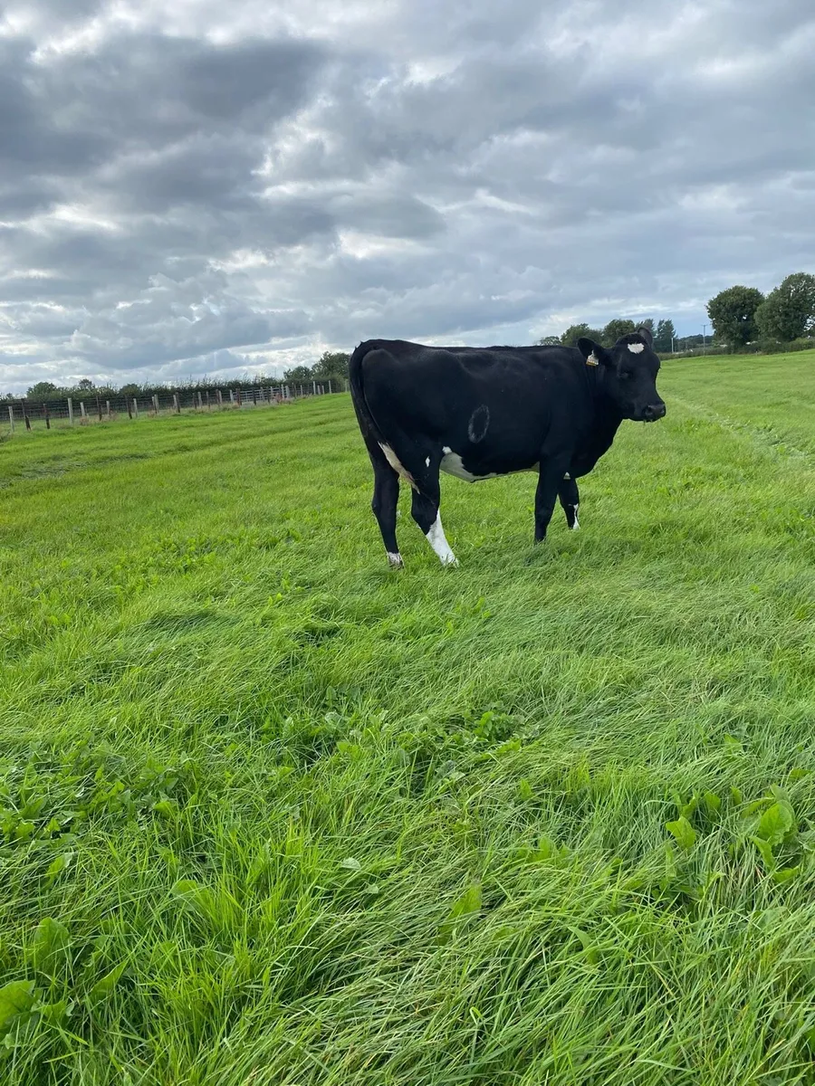 Xbred spring calving heifers - Image 4