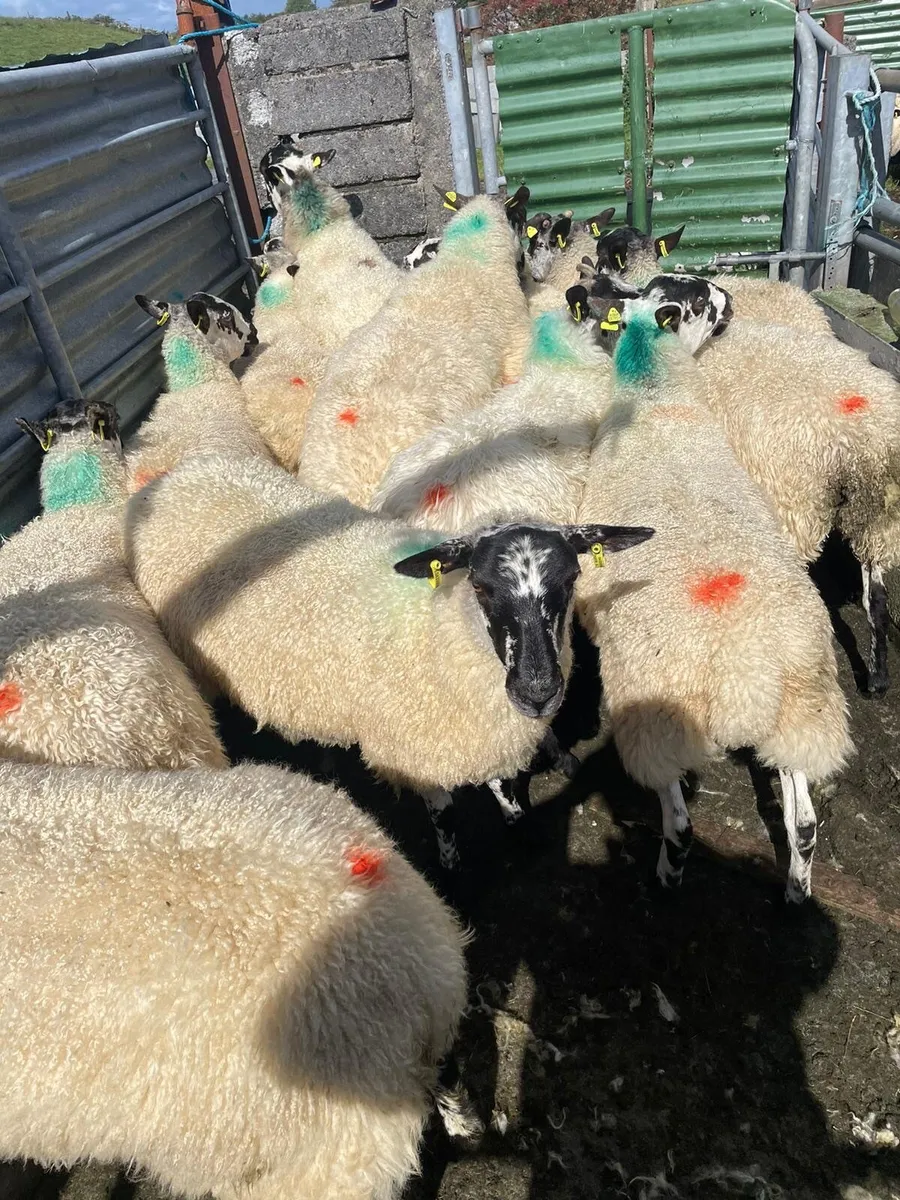 Mule hoggets - Image 1