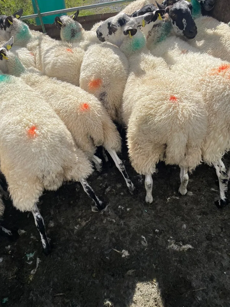 Mule hoggets - Image 2