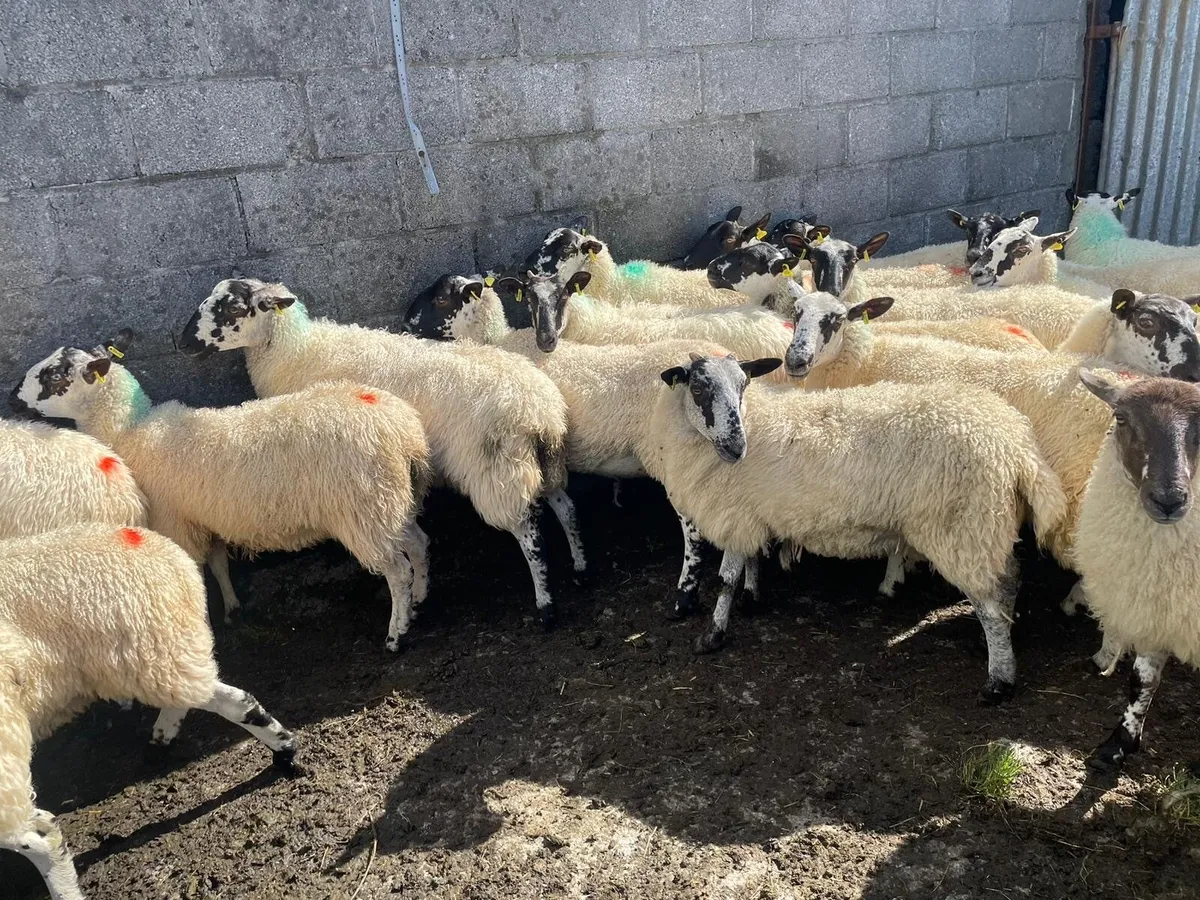 Mule hoggets - Image 3