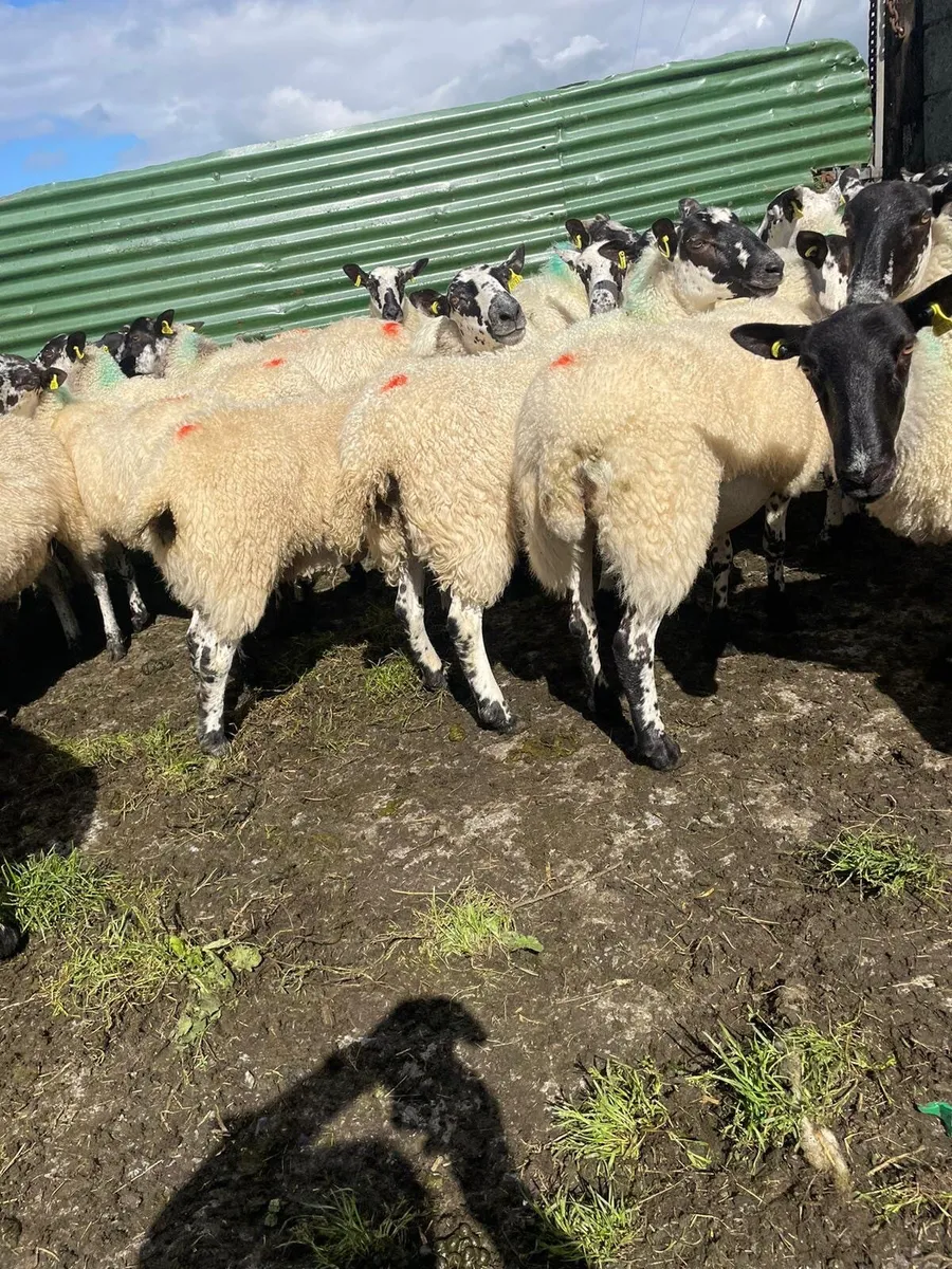 Mule hoggets - Image 4