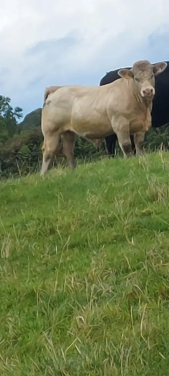 Charolais bull - Image 1