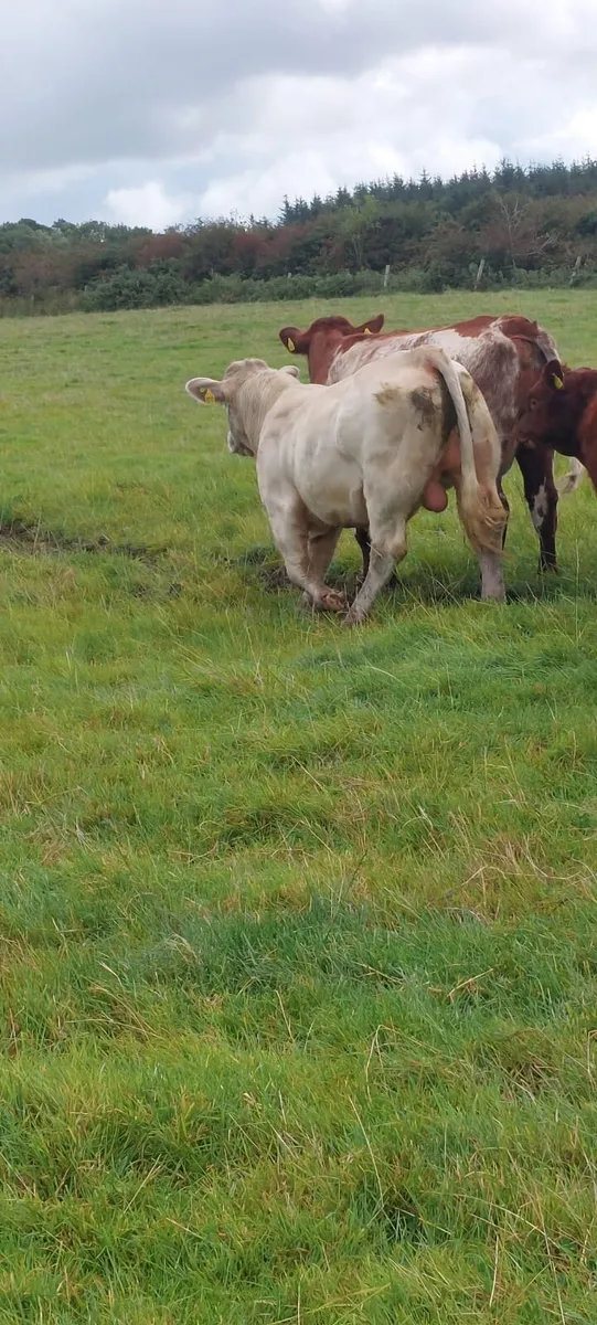 Charolais bull - Image 2