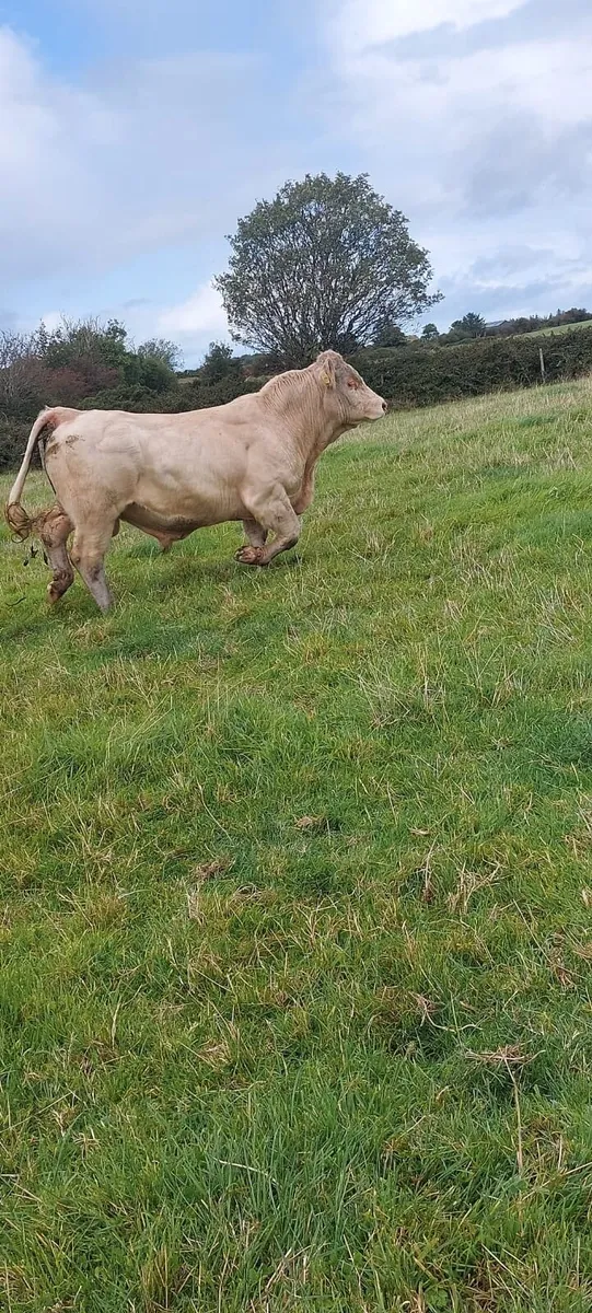 Charolais bull - Image 3