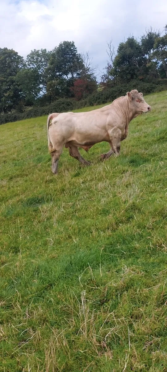 Charolais bull - Image 4