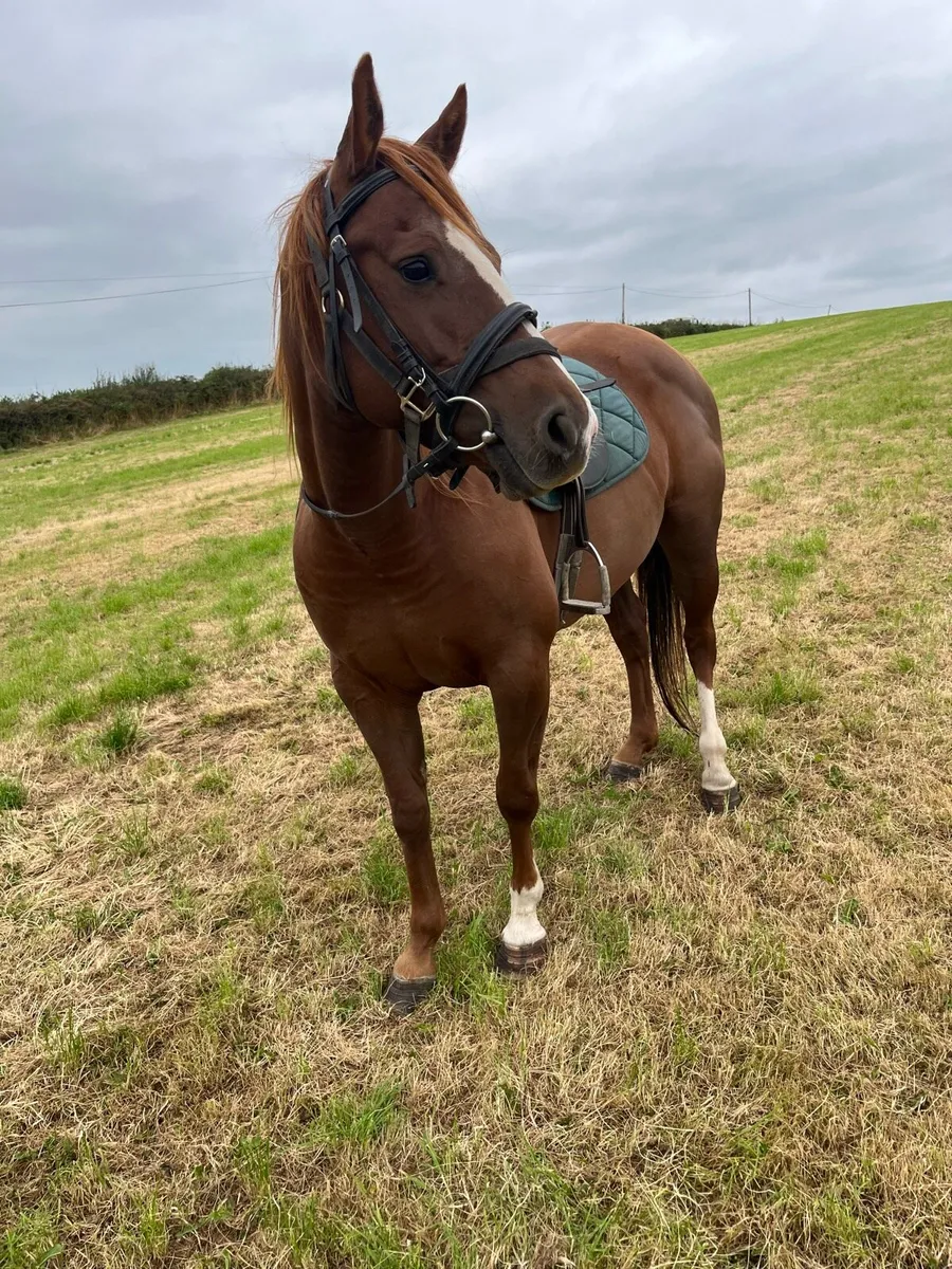 6 year old mare 3 year old gelding - Image 4
