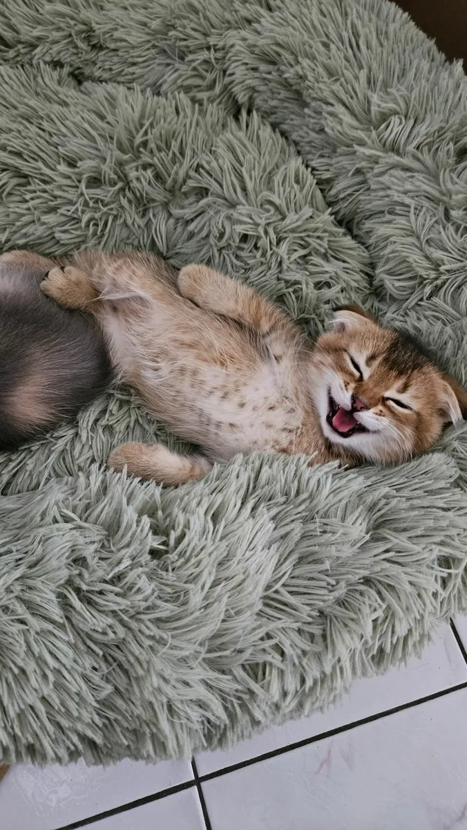 2 Month Old Kittens For Sale - Image 1