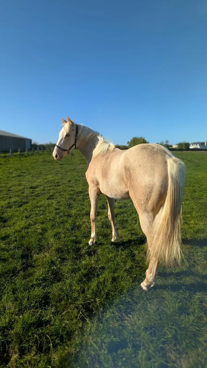 Beautiful Palamino Yearling - Image 3