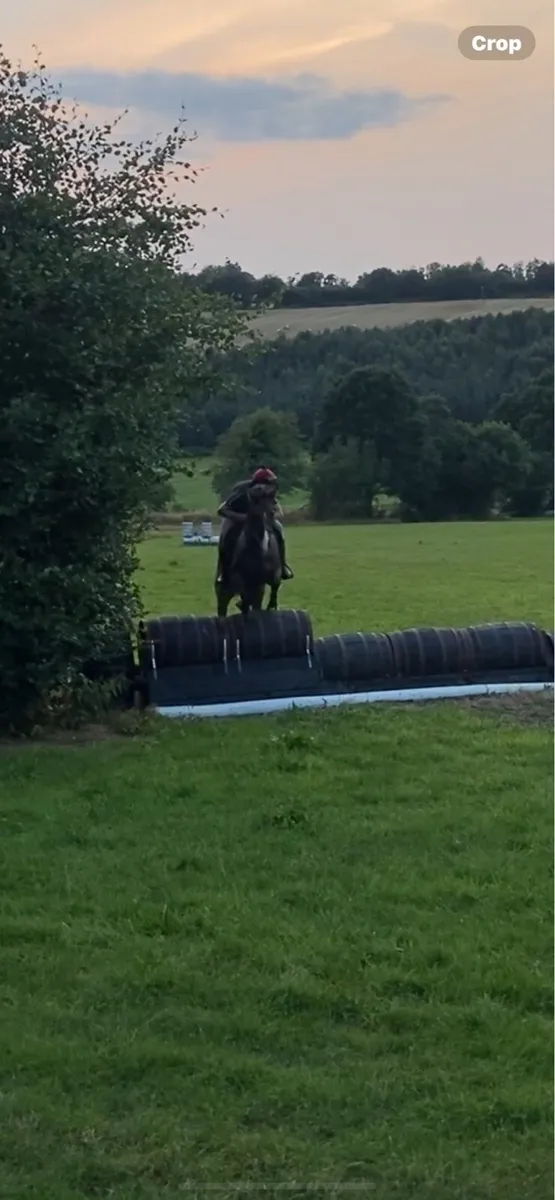 16.1 Gelding - Image 3