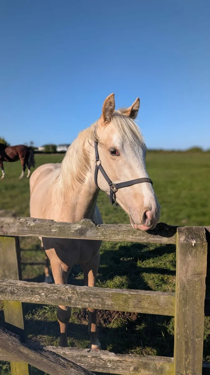 Beautiful Palamino Yearling - Image 2