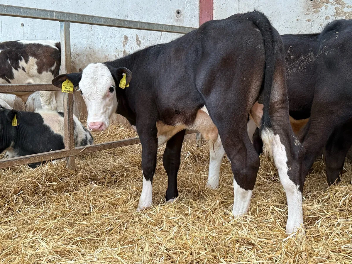 Aberdeen Angus And Hereford Bulls - Image 1