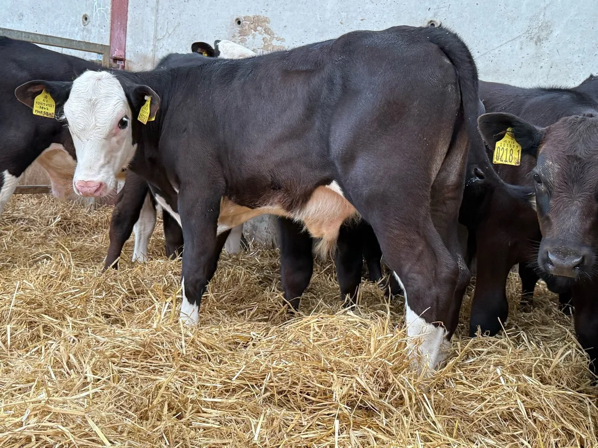 Aberdeen Angus And Hereford Bulls - Image 2