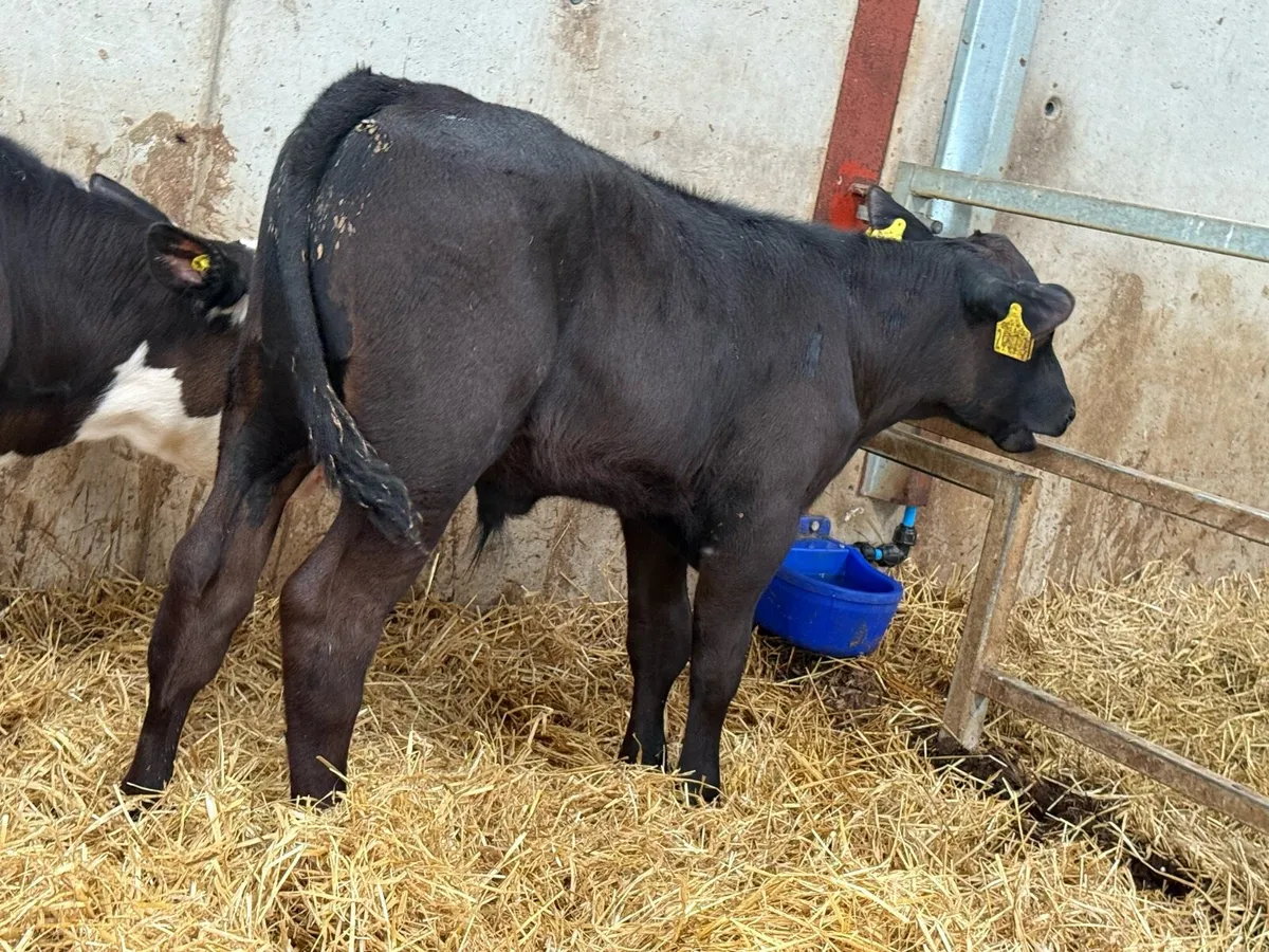 Aberdeen Angus And Hereford Bulls - Image 4
