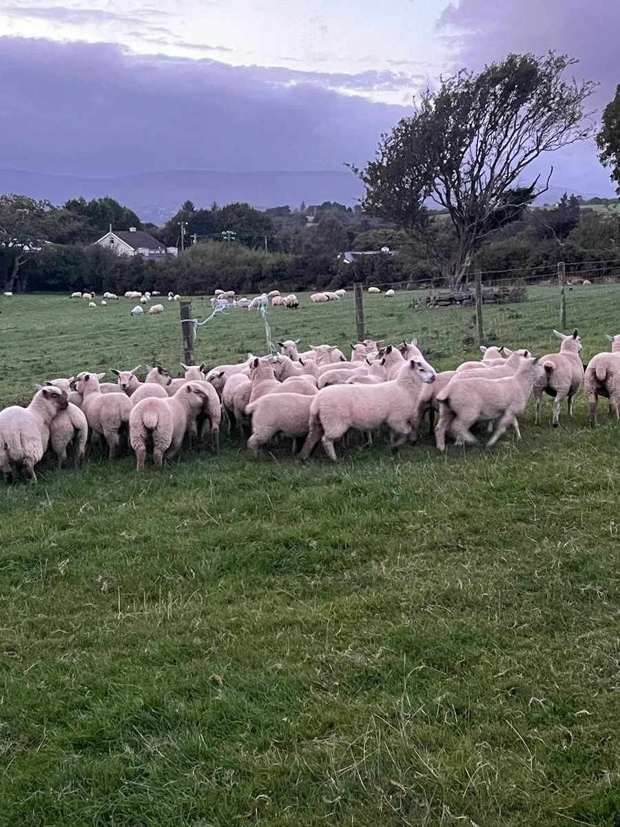 Store Lambs for Sale - Image 1