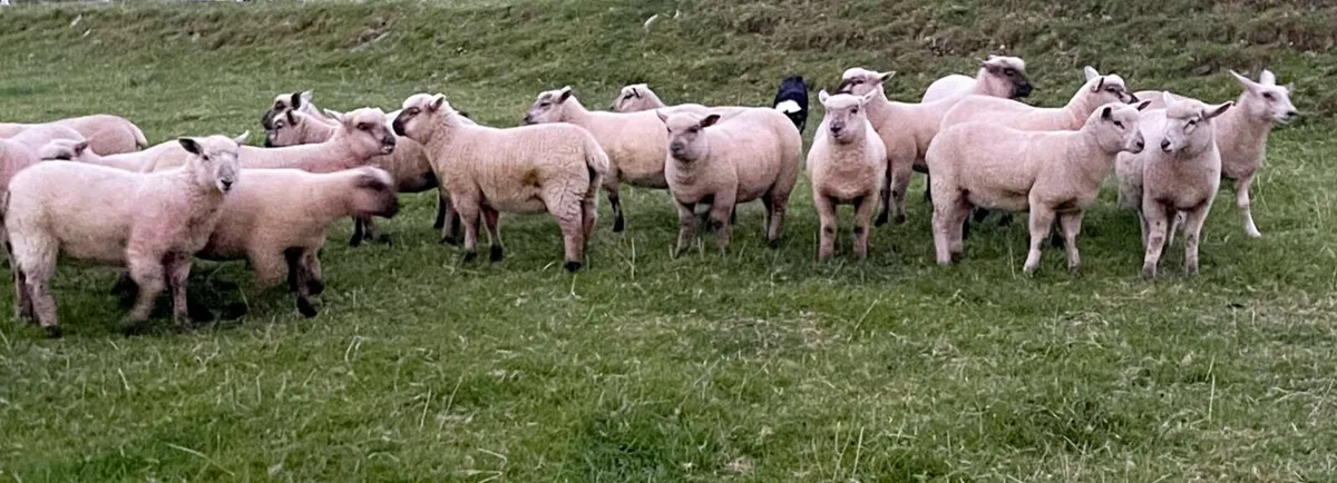 Store Lambs for Sale - Image 2