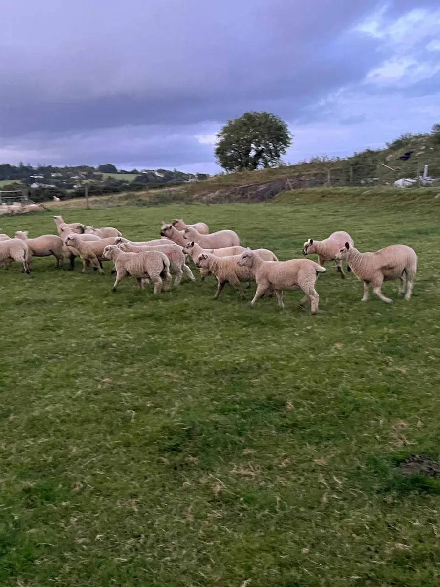 Store Lambs for Sale - Image 3