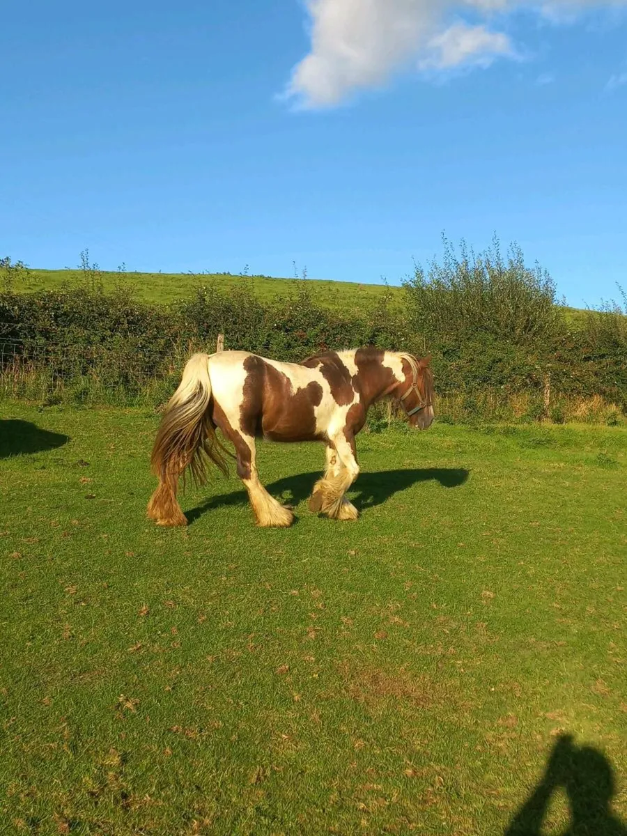 Heavy Skewbald Mare - Image 2