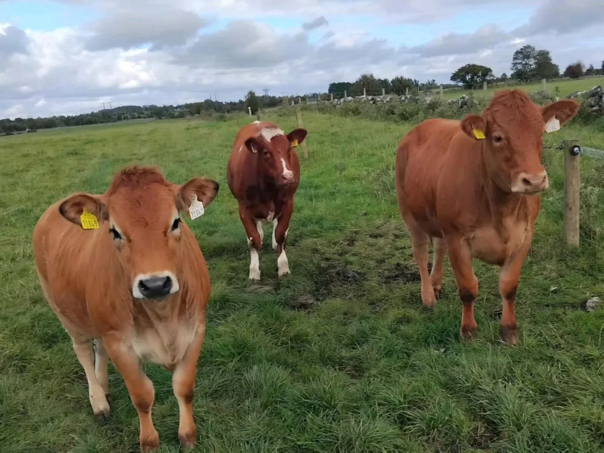 Weanling Heifers - Image 1