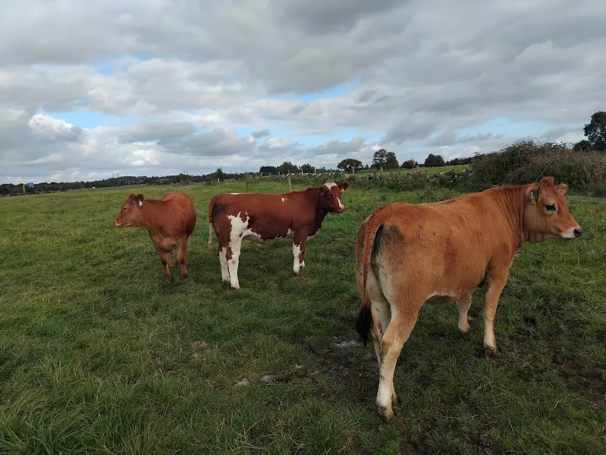 Weanling Heifers - Image 2