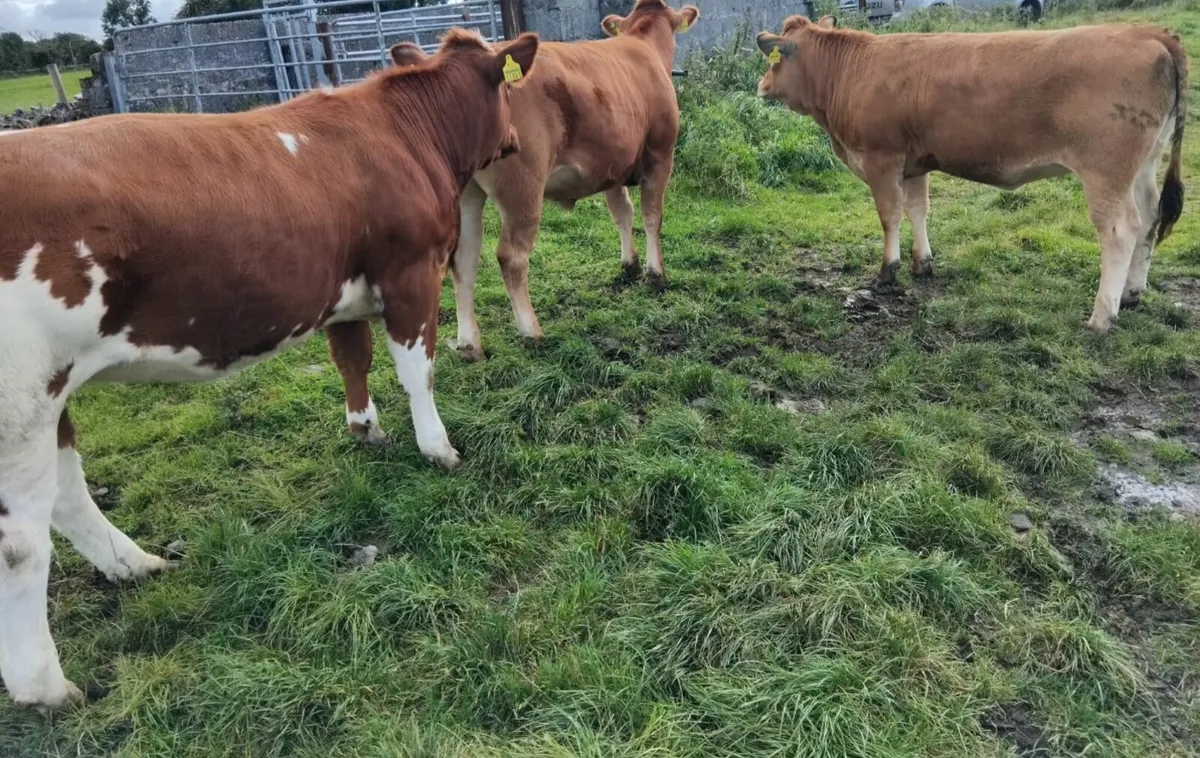 Weanling Heifers - Image 3