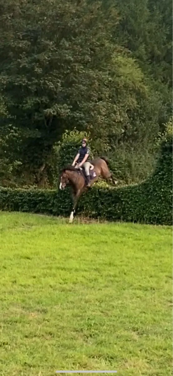 16.1 Gelding - Image 2