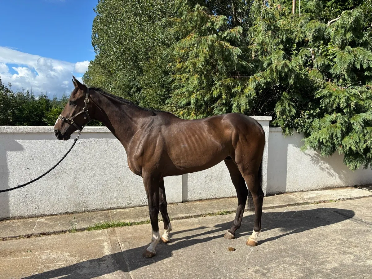 16.1 Gelding - Image 1