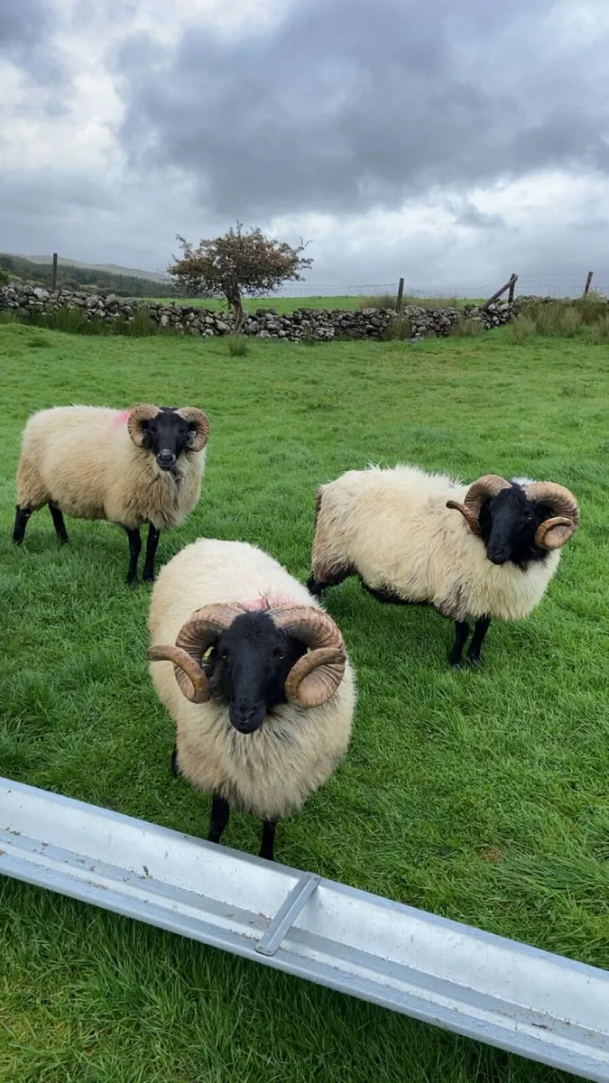 SIS blackface rams. Hoggets/lamb - Image 1